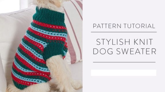 stylish knit dog sweater